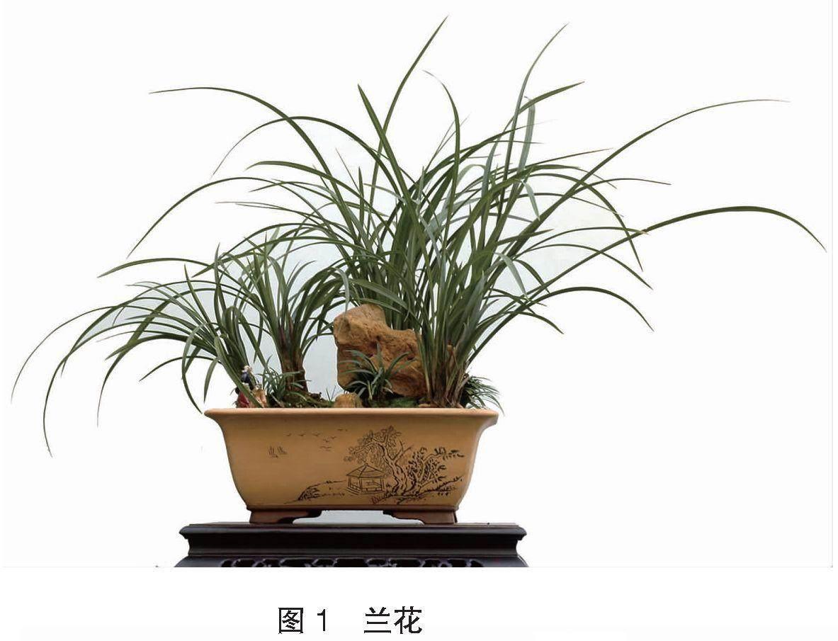 草本植物盆景漫谈
