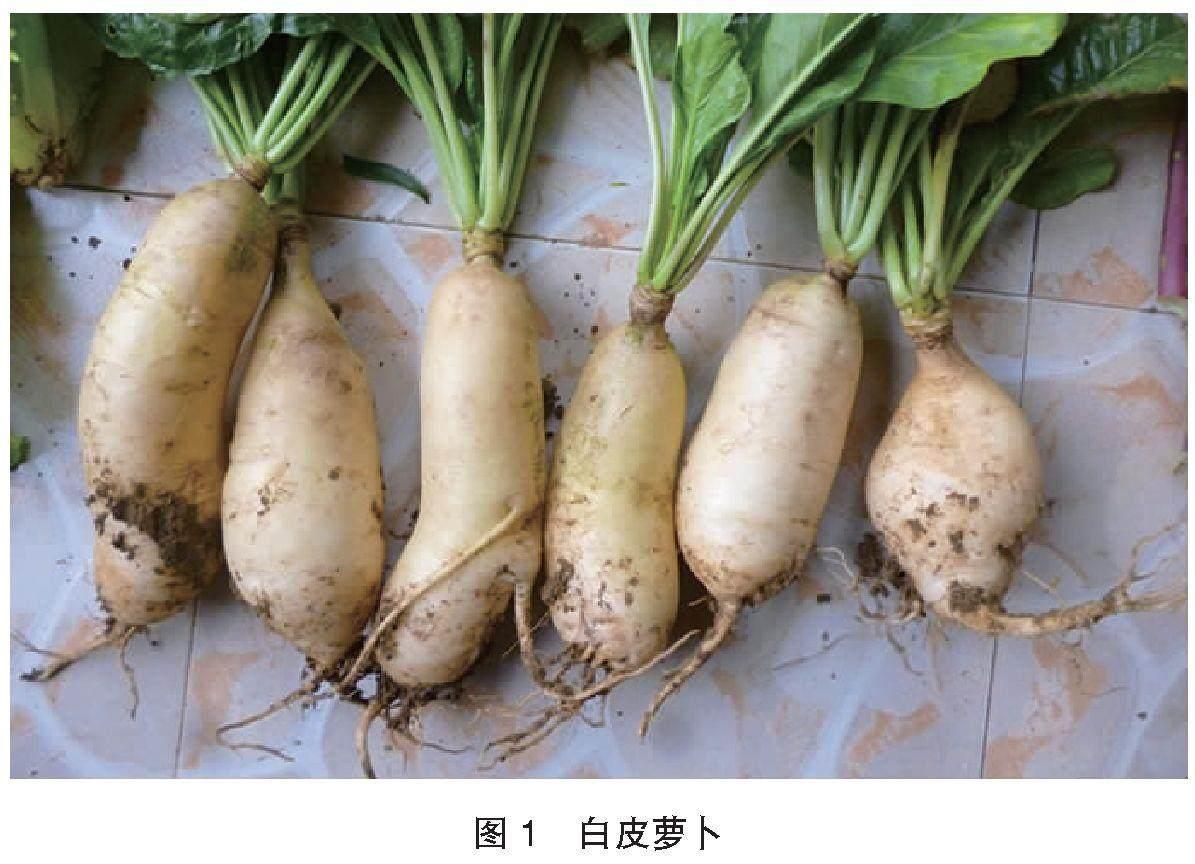 来自土里的惊喜
