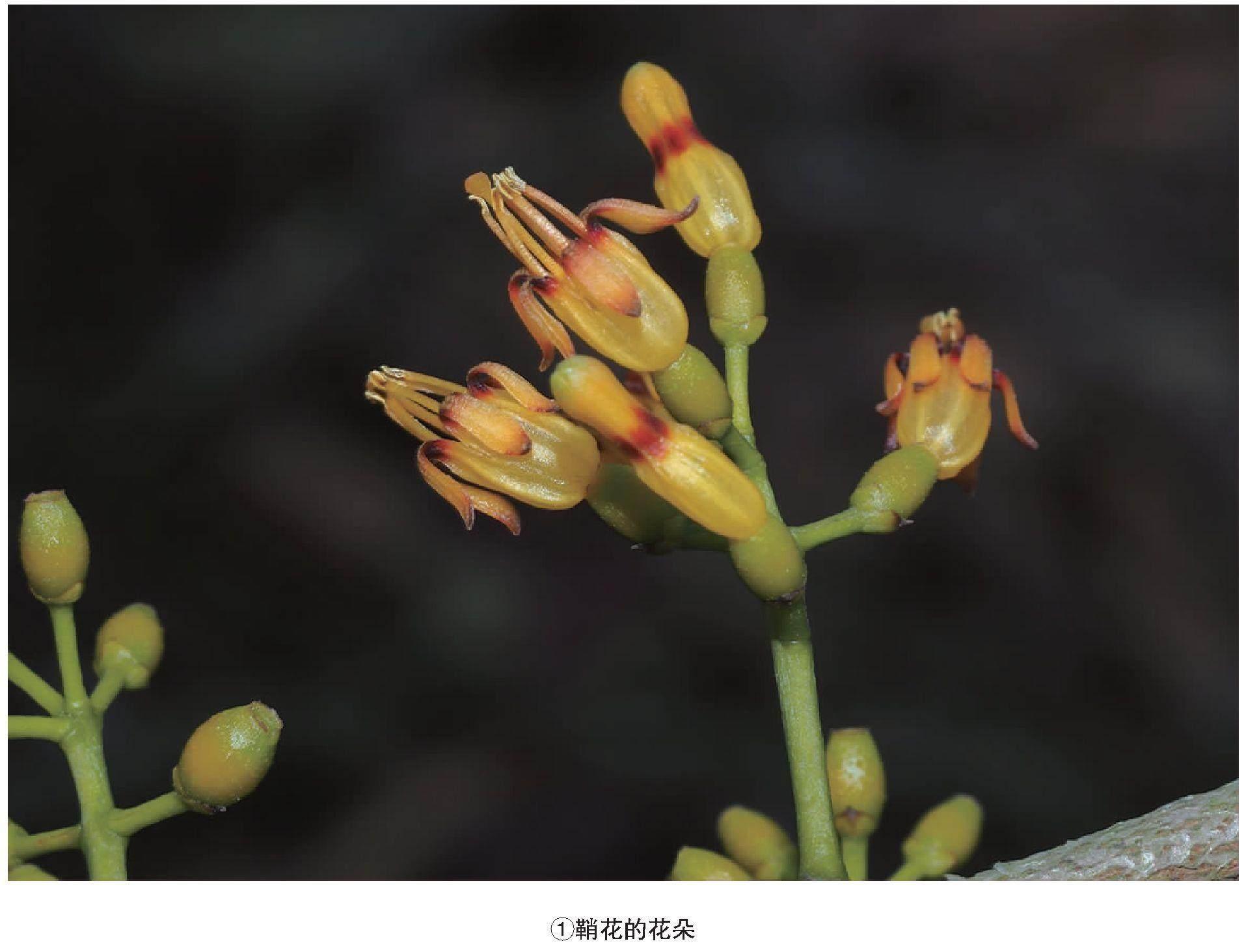 寄生植物——鞘花