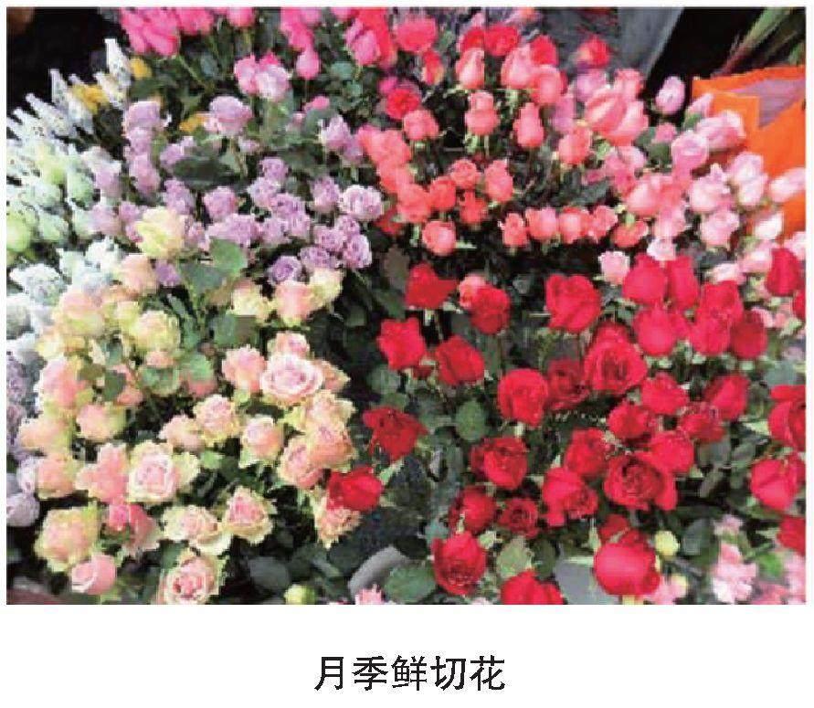我国的月季花文化浅谈