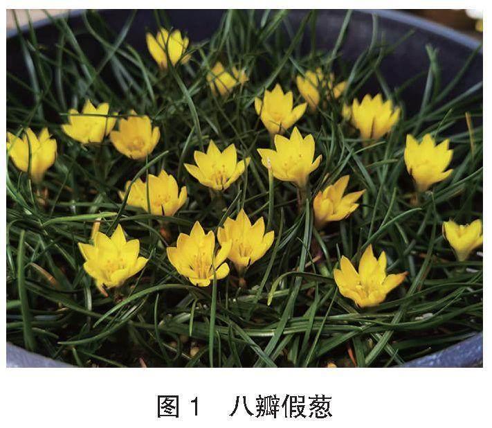 假葱属栽培指南