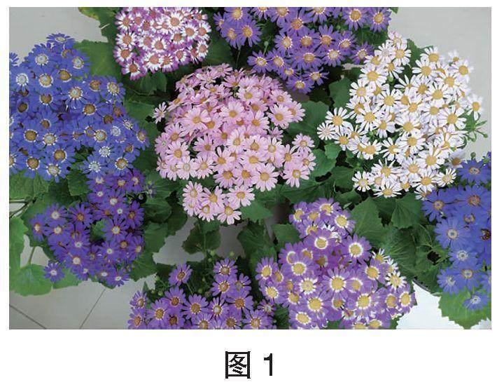 “圈粉”无数的花卉盲盒：瓜叶菊