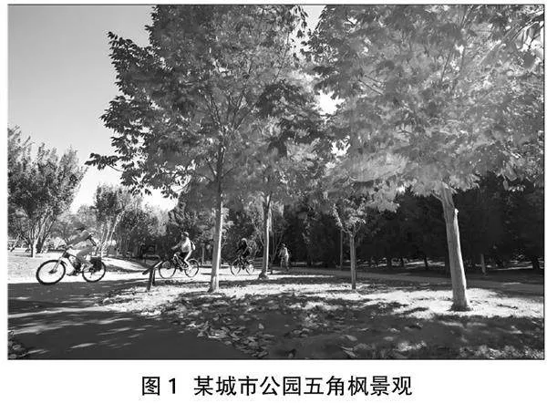 五角枫苗木培育及造林技术