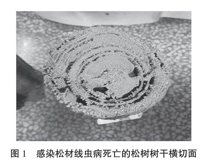广西松材线虫病的发生规律及防控策略