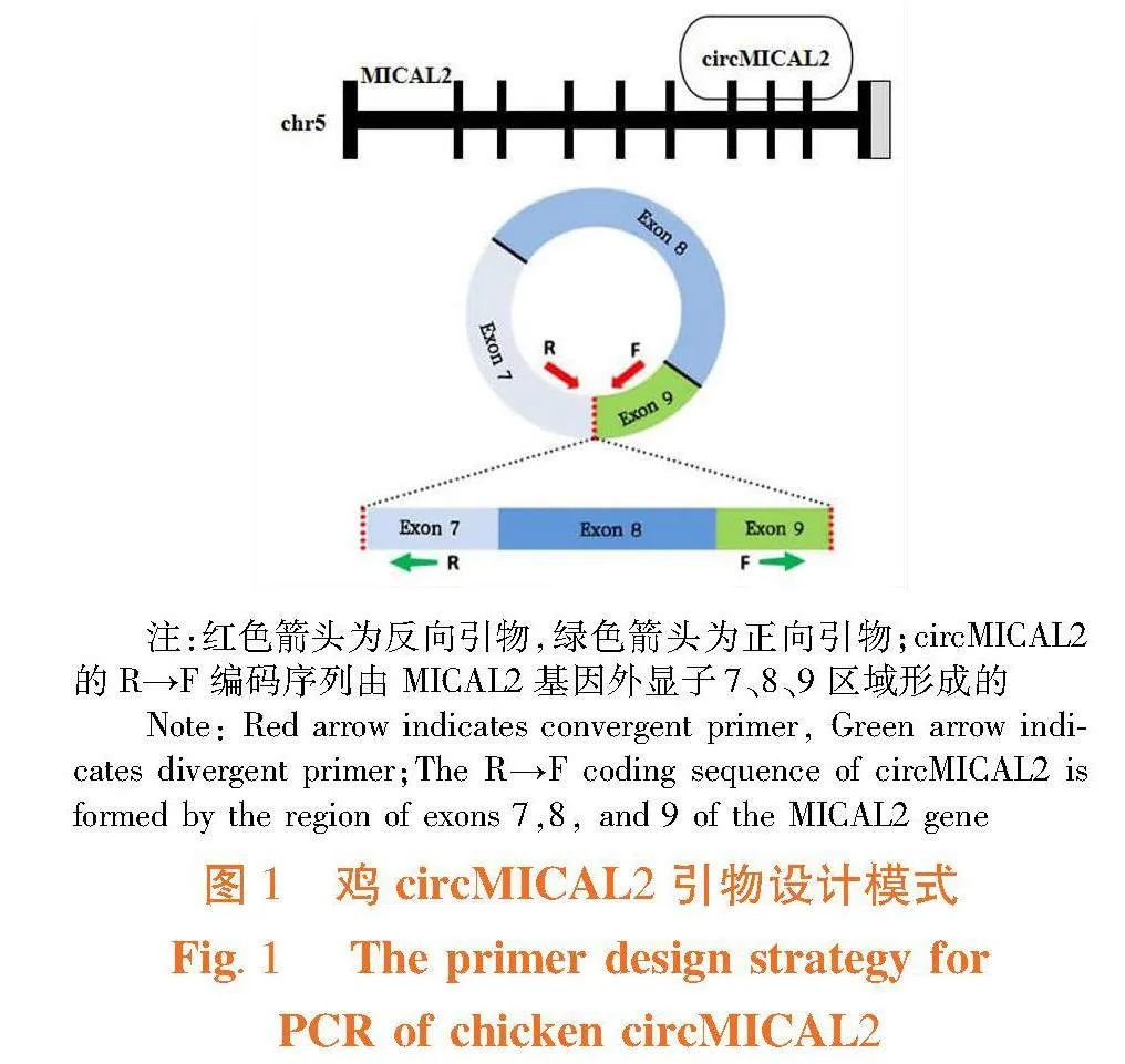 鸡circMICAL2的鉴定、组织表达谱分析及其功能预测
