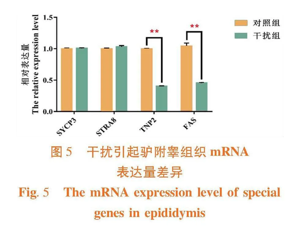 体内干扰Zfy基因对驴精子发育相关基因表达的影响