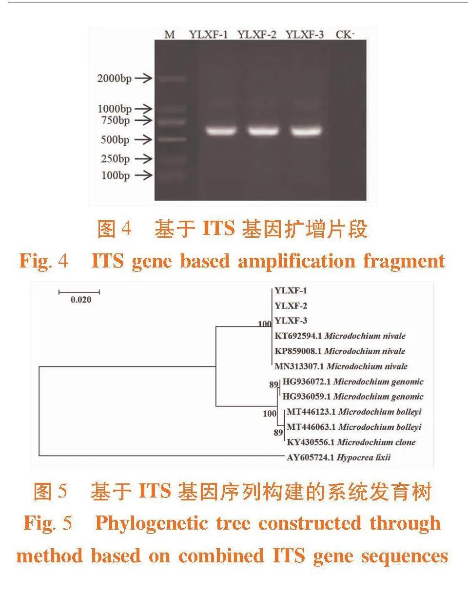 雪腐微座孢引起新疆小麦雪腐病的病原鉴定及生物学特性分析