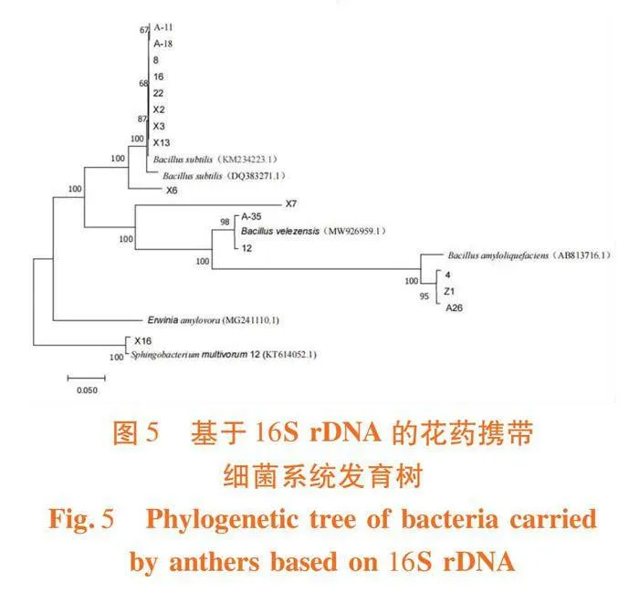 库尔勒香梨开花前后花药细菌多样性分析