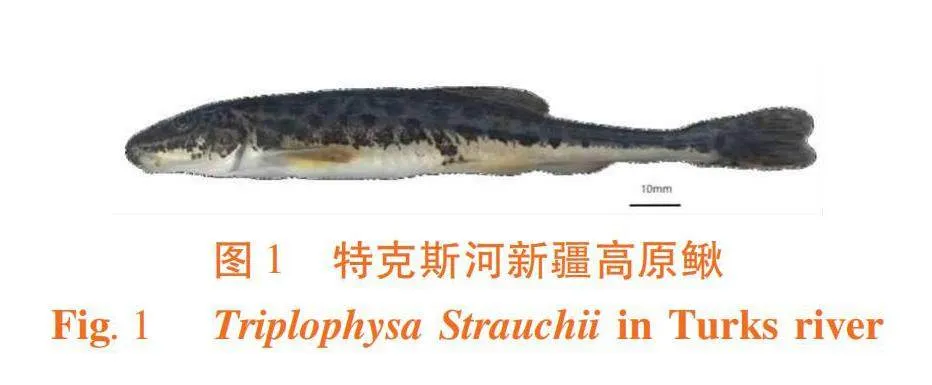 特克斯河新疆高原鳅生物学特性分析