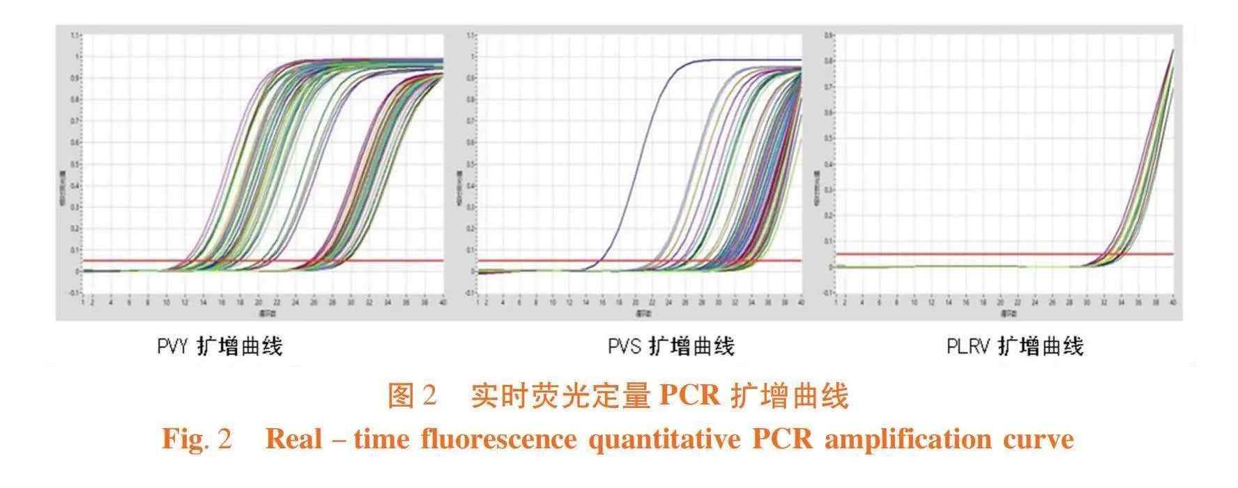 马铃薯病毒病实时荧光定量PCR检测技术