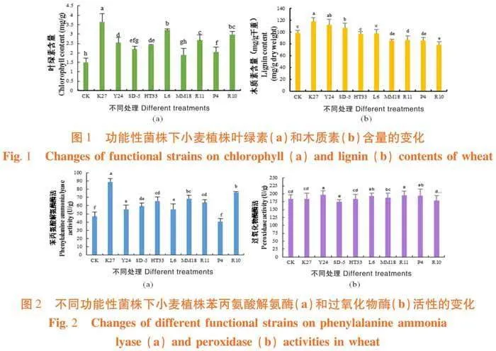 促生菌及其组合对新疆干旱区小麦生长和生理特性的影响