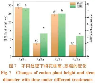 拱棚环境下“干播湿出”棉田保苗技术效果评价