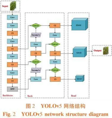 基于改进YOLOv5的绿辣椒目标检测方法