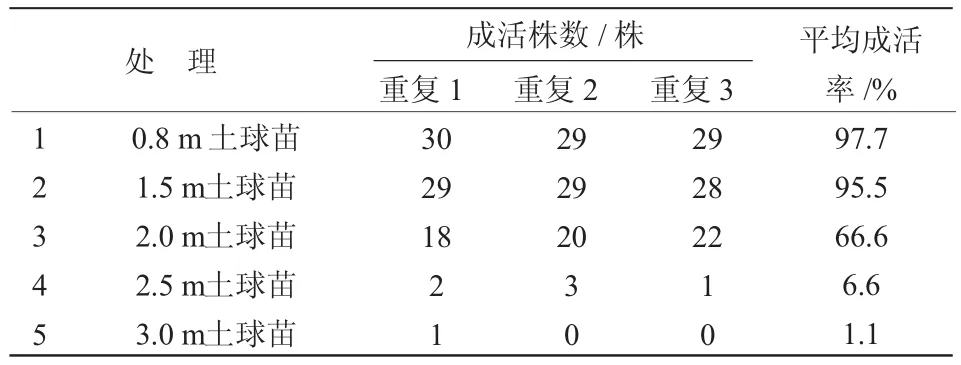 中山柏苗木大小与移植成活率的关系