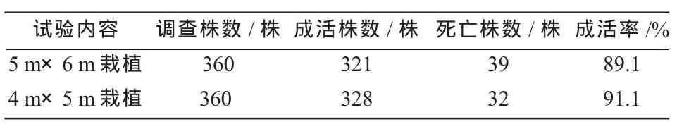 毛乌素沙地班克松引种育苗及造林技术研究*