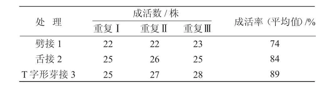 不同嫁接方式对山槐嫁接成活率及生长的影响