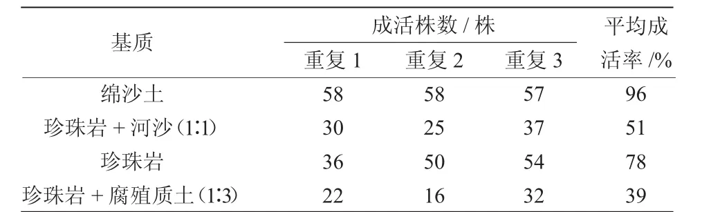 不同基质对曼地亚红豆杉扦插成活率的影响