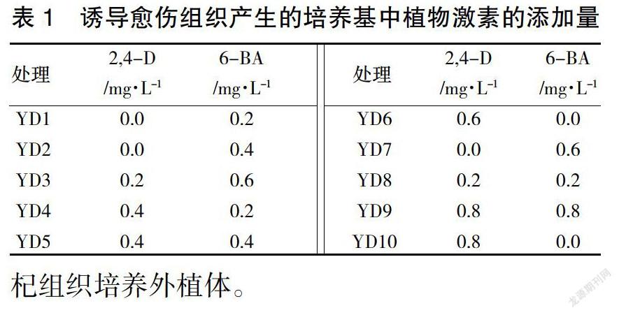 黑果枸杞无菌苗愈伤组织诱导体系的建立