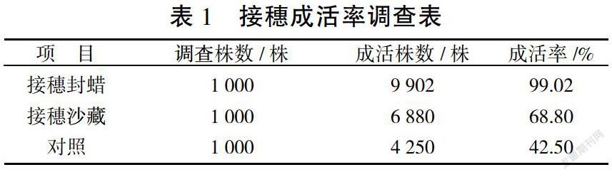 珍珠油杏全穗封蜡嫁接育苗技术研究