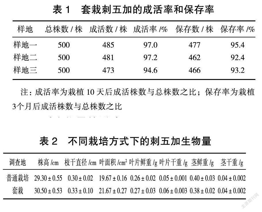 红松和刺五加套栽技术及对刺五加生长的影响