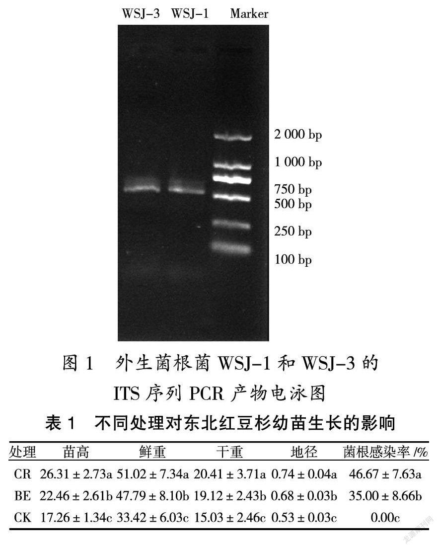 外生菌根菌对东北红豆杉幼苗生长的影响