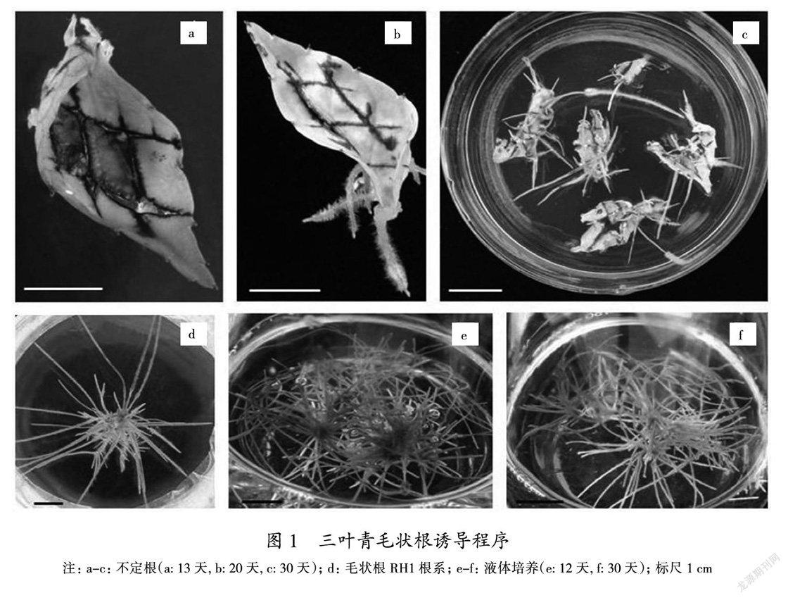 三叶青毛状根的诱导及其液体培养体系的研究
