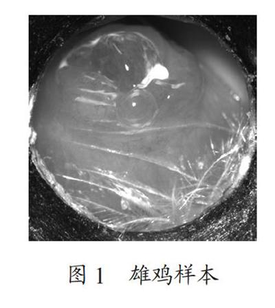 基于LeNet深度学习模型的雏鸡性别智能识别