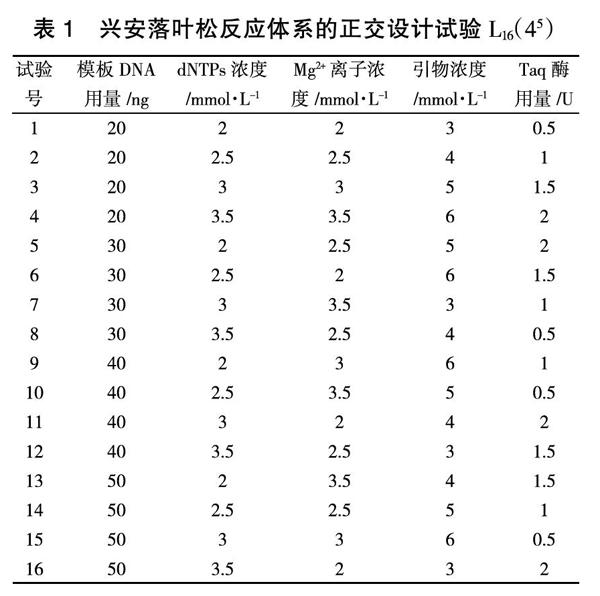 兴安落叶松SSR反应体系的建立与优化
