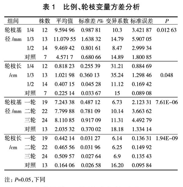 截干对红松人工幼龄林侧枝生长的影响