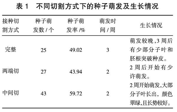 基于不同激素组合的紫丁香成熟种子组培诱导研究