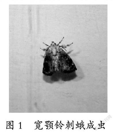 宽颚铃刺蛾形态特征及防治方法初探*