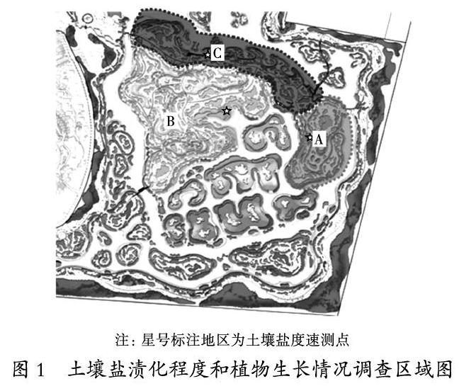 基于“适地适树”原则的滨海盐碱湿地景观造林研究