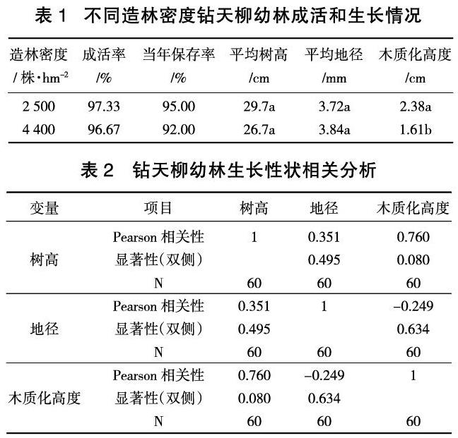 塔河地区不同造林密度钻天柳幼林生长差异研究