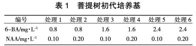 菩提树组培扩繁技术研究