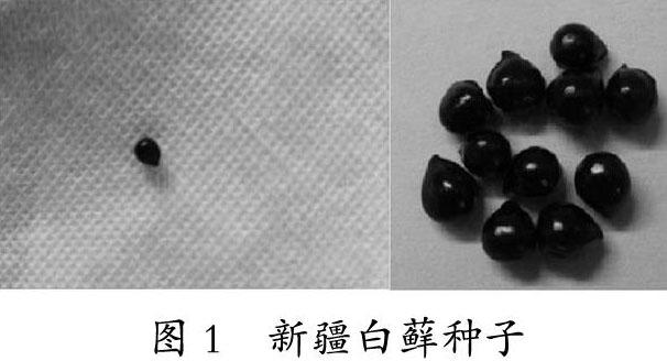 新疆白藓种子休眠原因及破除方法初探