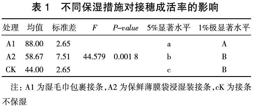 蓝莓夏季高位嫁接技术研究