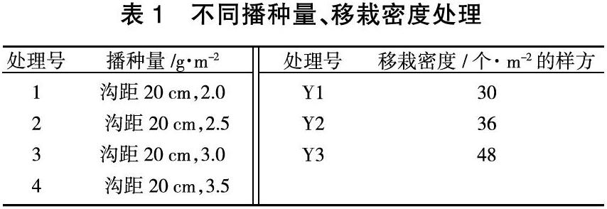 东北道地药材关防风播种及移栽育苗技术研究