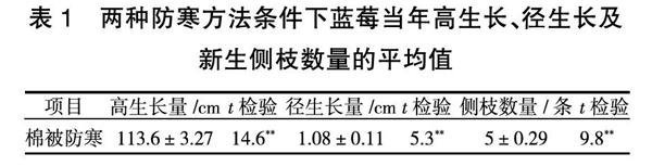 寒温带林区引种半高丛蓝莓防寒方法探讨