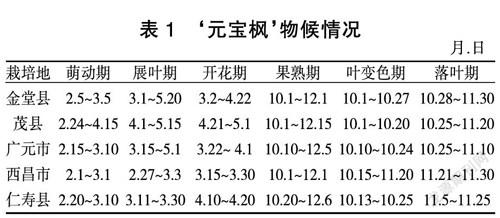 四川元宝枫生长和种实性状初步研究