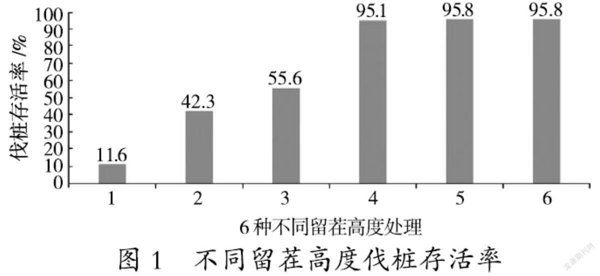 留茬高度对芳香油原料林香樟萌芽的影响