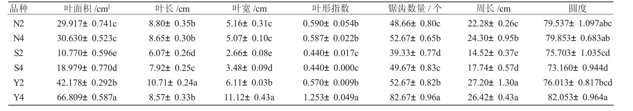 四倍体白榆叶片形态特征和光合特性研究