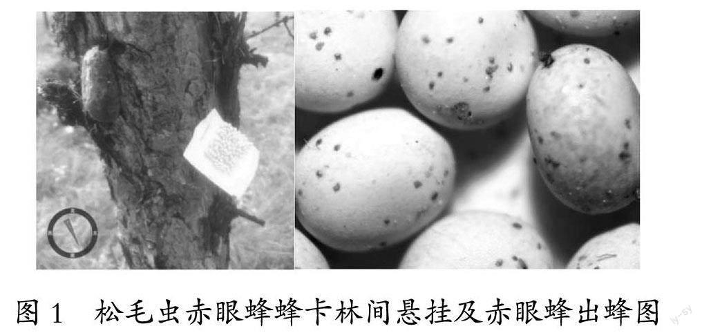 松毛虫赤眼蜂控制落叶松毛虫防治效果林间试验