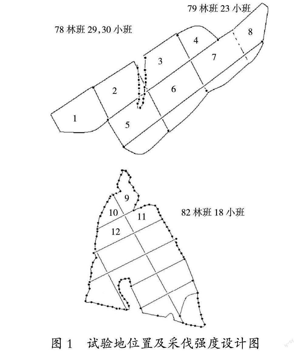 采伐强度对长白落叶松人工林植物多样性的影响