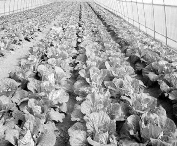 大棚蔬菜育苗关键技术及病虫害多种防治方法探讨