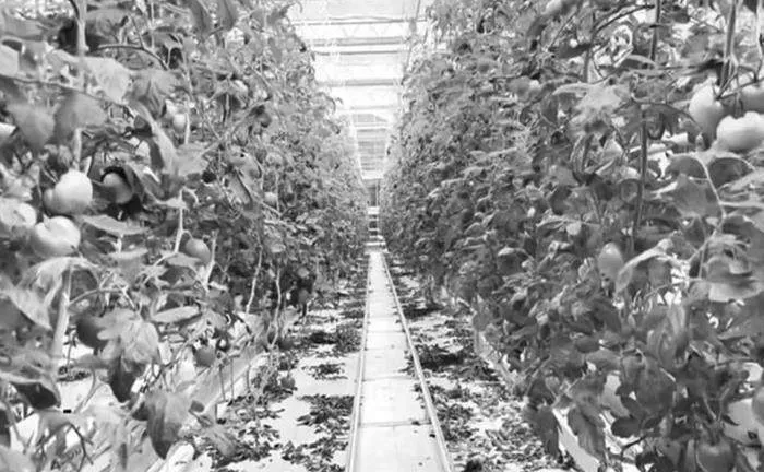 智慧农业在蔬菜栽培技术应用中的深入研究
