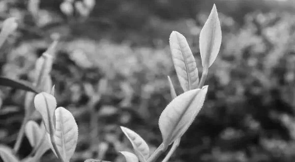 无公害茶叶栽培技术应用规范及病虫害科学防治对策