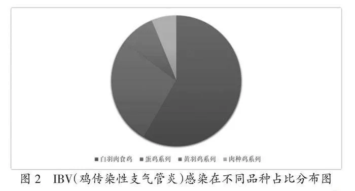 鸡肾型传染性支气管炎的发病原因与防治对策分析