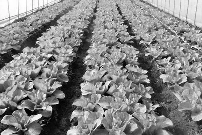 大棚蔬菜生产中病虫害的科学有效防治策略深入研究