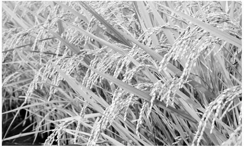 鄂尔多斯盐碱地改良种植水稻栽培科学管理技术论述
