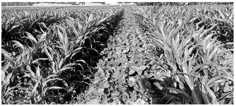 大豆-玉米间作种植模式效应及栽培具体实施方案